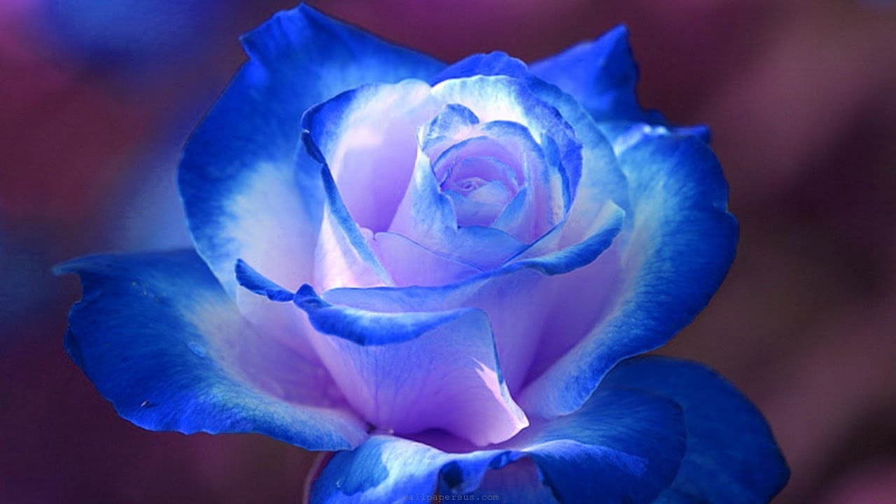Profile image of Assister